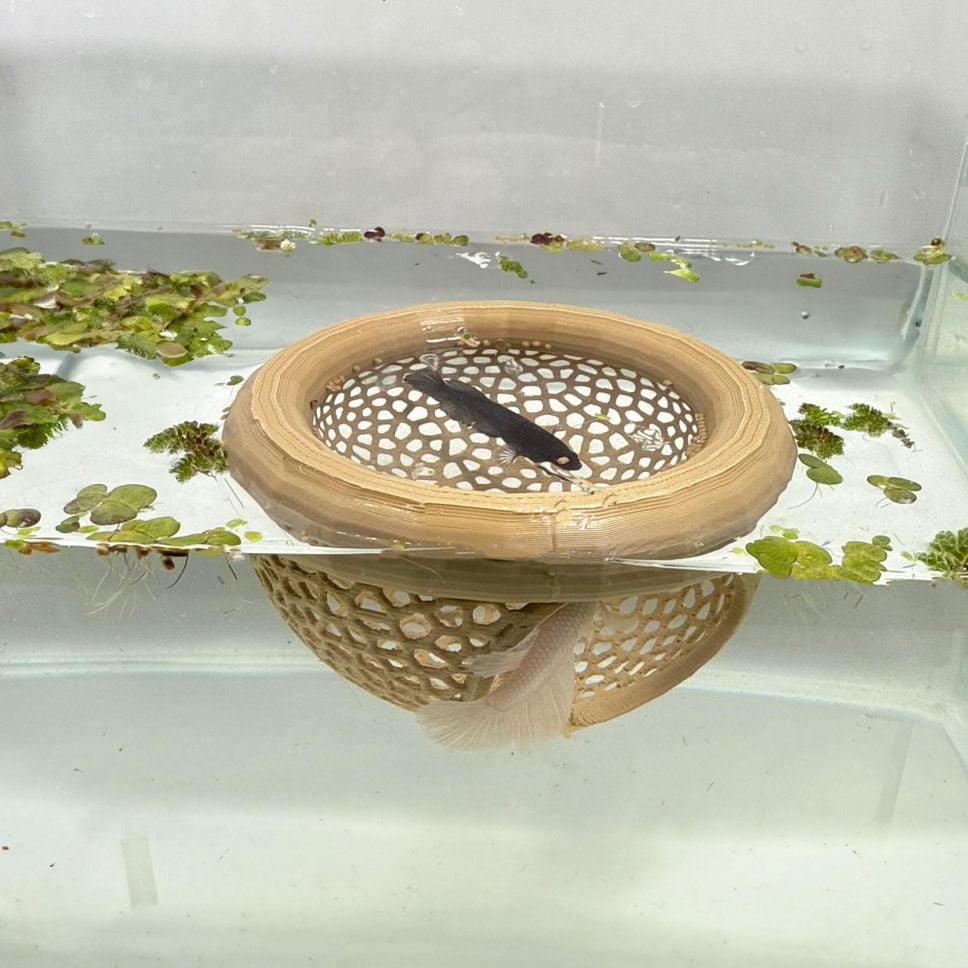 š„Last 4 hours 49% OFF- šFloating Fish Lounge