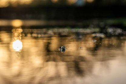 🔥Ultimate Frog Popper Bait