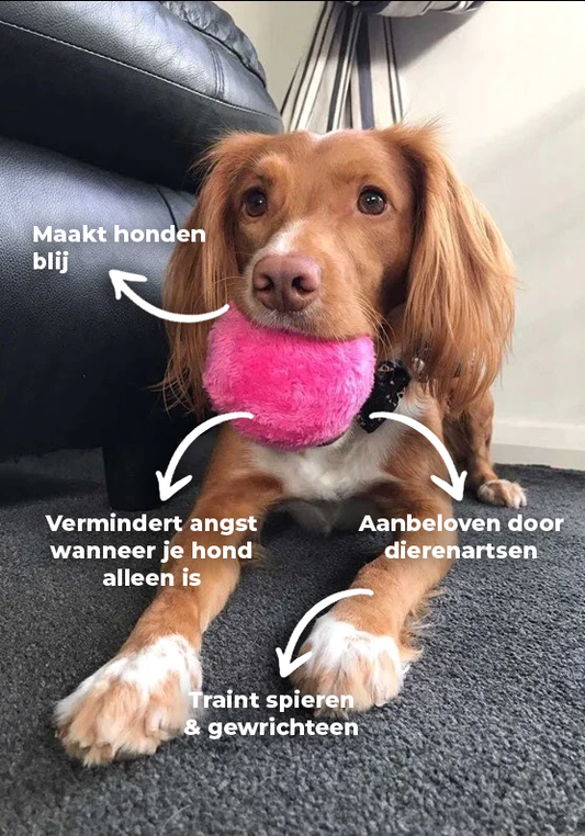 Niki | Interactive Dog Rolling Ball for Fun & Exercise