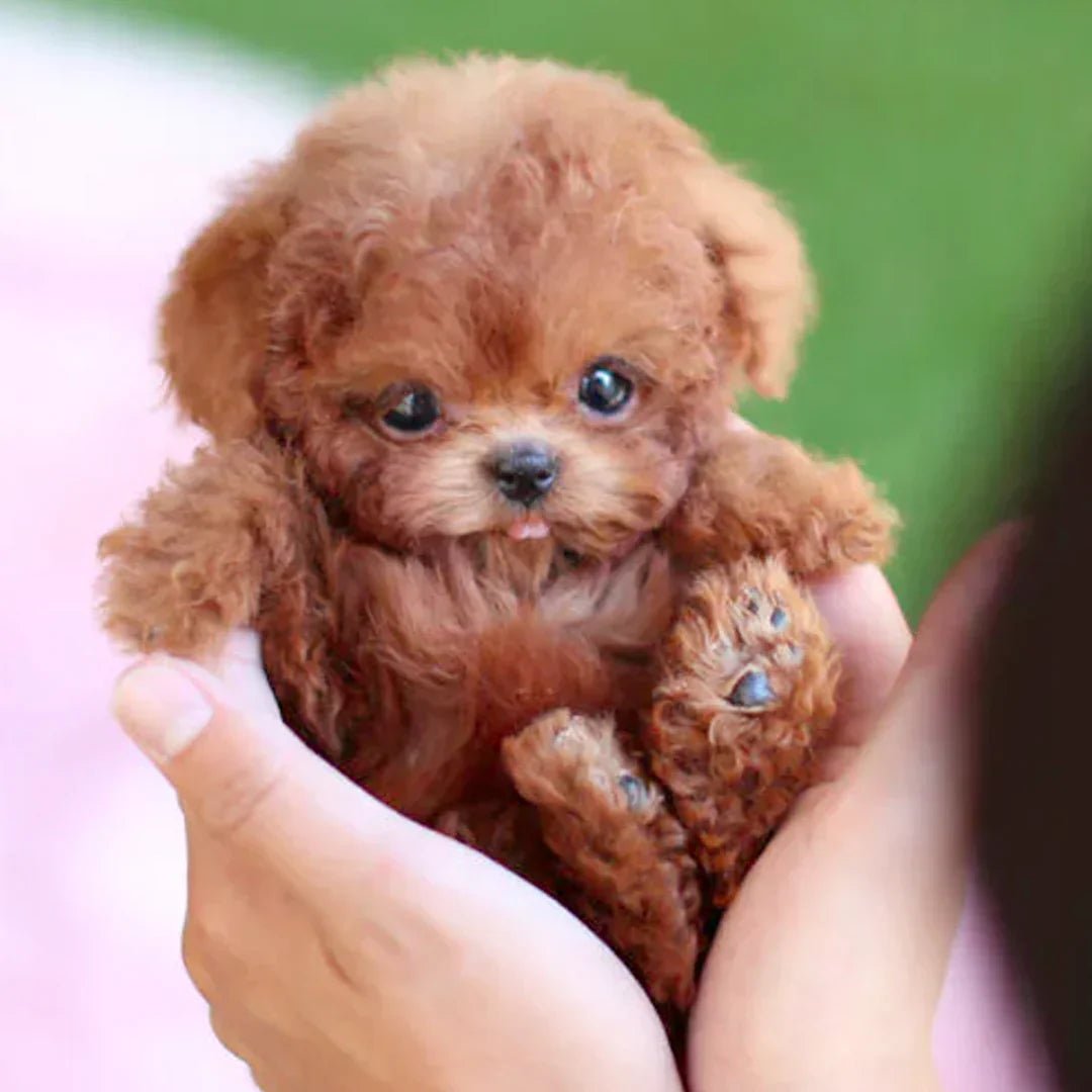 Niki | Lifelike Plush Dog Toy for Kids and Collectors