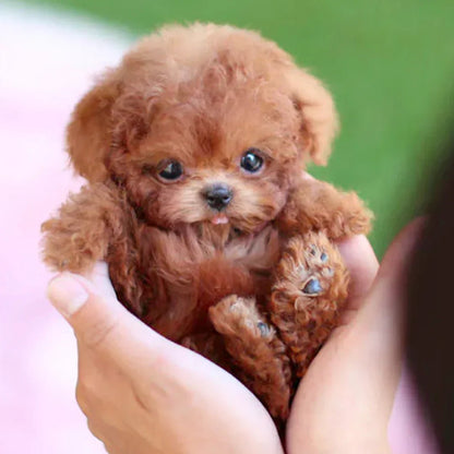 Niki | Lifelike Plush Dog Toy for Kids and Collectors