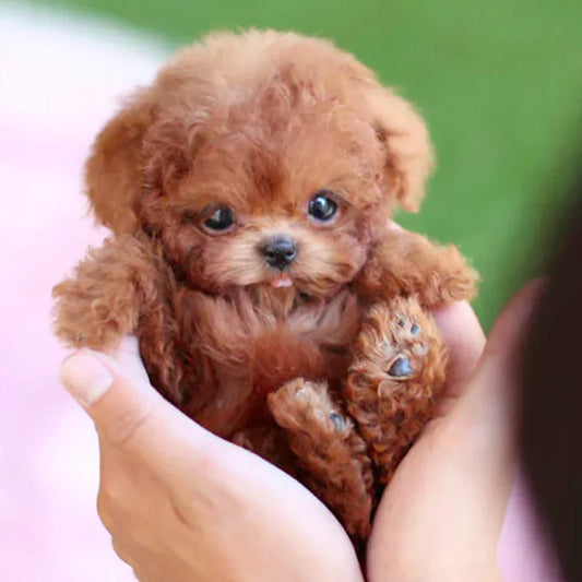 Niki | Lifelike Plush Dog Toy for Kids and Collectors