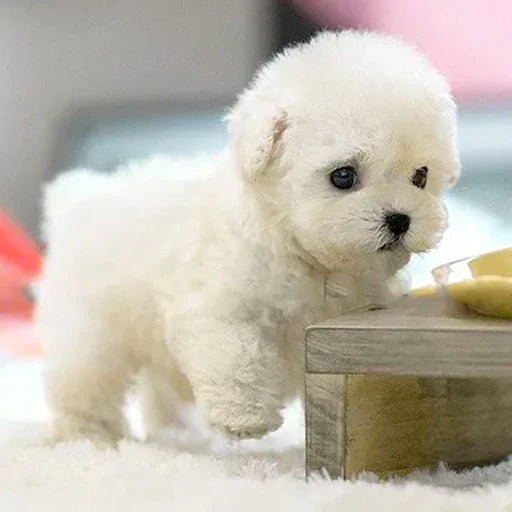 Niki | Lifelike Plush Dog Toy for Kids and Collectors