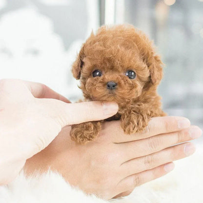 Niki | Lifelike Animated Pup Toy - Stuffed Animal Dog for All Ages