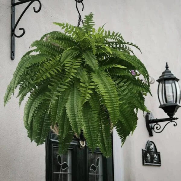 Niki | UV Resistant Faux Boston Fern Plant